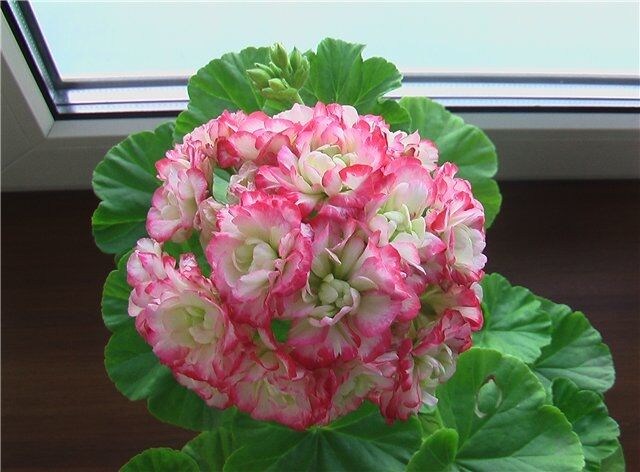 Пеларгония Apple Blossom Rosebud | купить саженцы в интернет магазине  Сады-Эдема